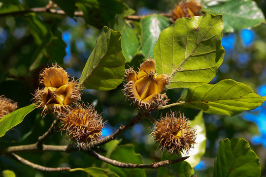 Faggio (Fagus sylvatica) - ramo con frutti