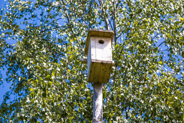 Birdhouse on the birch