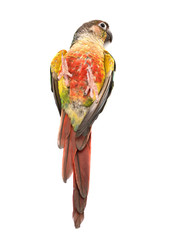 Fototapeta premium Green-cheeked parakeet in studio