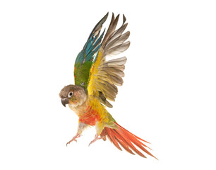 Green-cheeked parakeet in studio © cynoclub