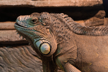 Iguana