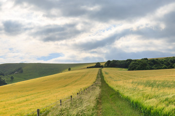 Fototapeta na wymiar Pathway Through Farmland
