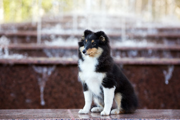 adorable sheltie puppy posing by the fountain