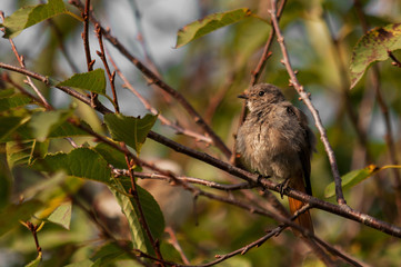 Black redstart female on a tree