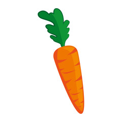 carrot icon over white background colorful design  vector illustration