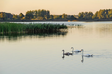 Naklejka premium Swans