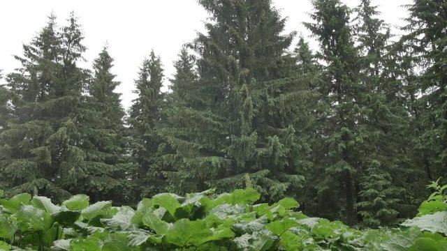 green leaves of burdock shakes on the wind in forest. smooth movement in nature