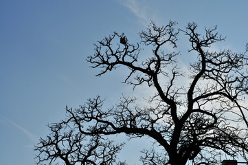 Leafless branches against the sky