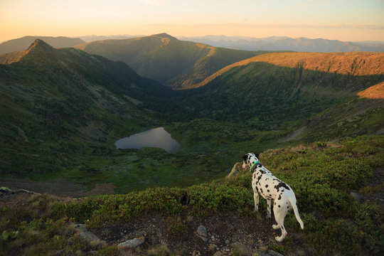 Dog sitting on a rock by a mountain lake