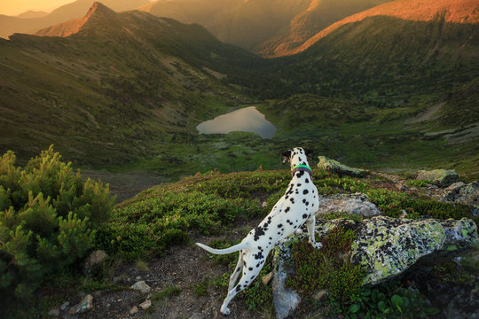Dog sitting on a rock by a mountain lake