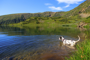 Obraz na płótnie Canvas Dog sitting on a rock by a mountain lake