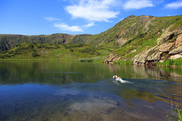 Naklejka na ściany i meble Dog sitting on a rock by a mountain lake