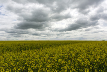 Obraz premium field of yellow rapeseed flowers under sky with gray rain clouds
