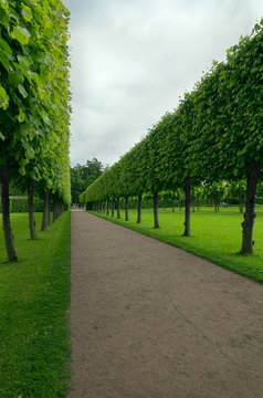 Planting green trees and bushes, Catherine Park of Tsarskoye Selo, Pushkin, Russia