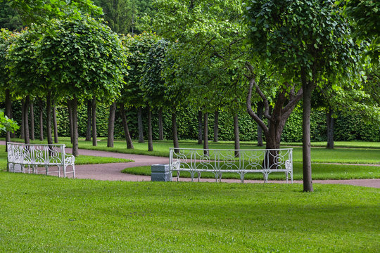 Planting green trees and bushes, Catherine Park of Tsarskoye Selo, Pushkin, Russia