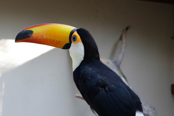 Toucan
