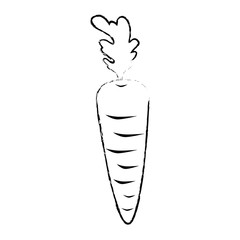 carrot icon over white background vector illustration
