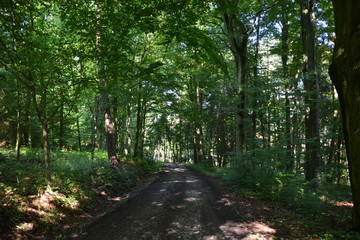 Obraz premium Waldweg im Sommerlicht
