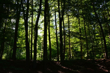 Wald im Sonnenlicht