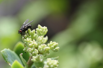 mouche
