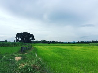 Зеленое рисовое поле с одиноким деревом и дорогой