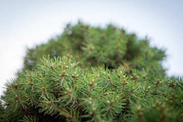 Ornamental tree bottom view closeup