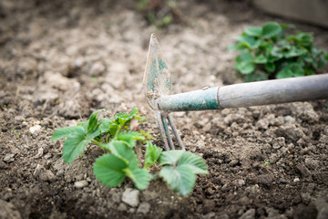 Gardener takes care of the strawberry seedling