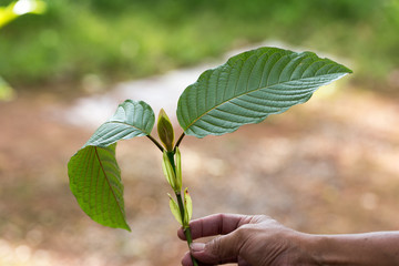 Leaves of Mitragyna speciosa, Drugs and Narcotics in Thailand.
