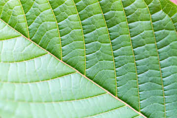 Leaves of Mitragyna speciosa, Drugs and Narcotics in Thailand.