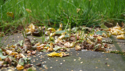 Leaves and grass in autumn