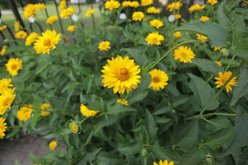 żółte kwiaty przy płocie