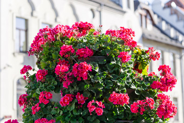 Fototapeta na wymiar Red flowers in Oldtown