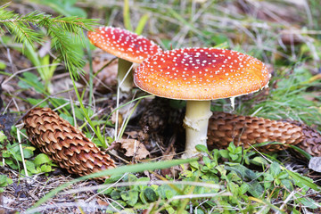 Red mushroom / toadstool in the forest