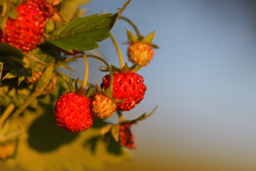 Wild strawberry plant with green leafs and ripe red fruit - Fragaria vesca