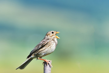 corn bunting (Miliaria calandra) singing on a branch