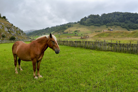 hourses at the meadow with green grass