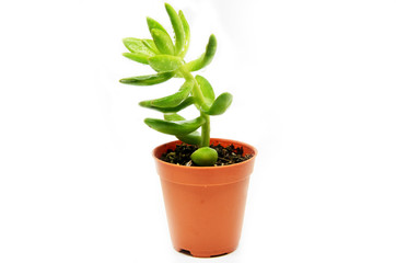 Green succulent in pot