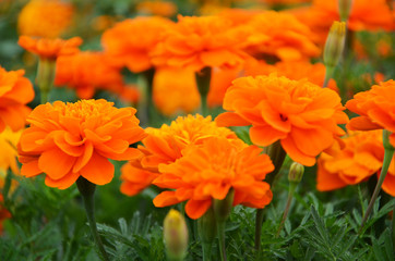 Close-up of Calendula Officinalis