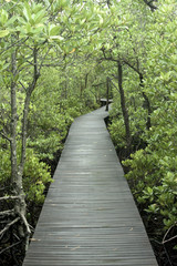 Obraz premium Path in Mangrove forest in Thailand