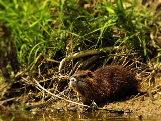 young nutria