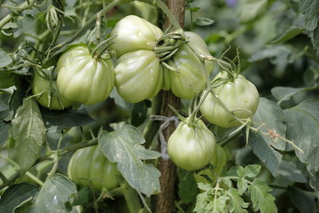 Still green tomatoes on the plant waiting to mature in the sun