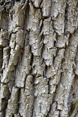 Background represented by a thick tree bark