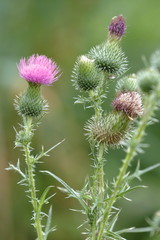 A lonely wild plant with pink flowers