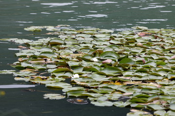 Obraz na płótnie Canvas Lotus flowers blossom through the leaves on the lake