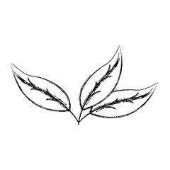 leave nature botanical foliage plant