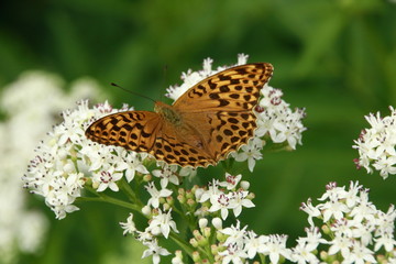 Schmetterling auf einer weißen Blüte im Gras