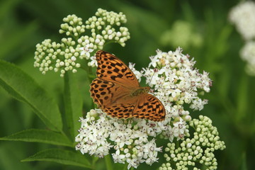 Schmetterling auf einer weißen Blüte im Gras