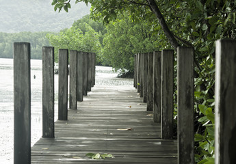 Path in Mangrove forest in Thailand
