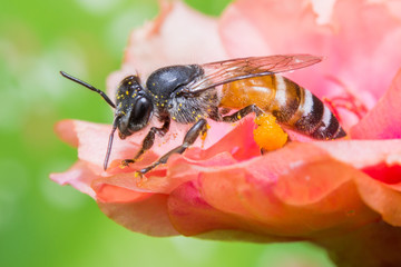 bee and honey pollination