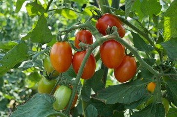 ７月初旬の菜園